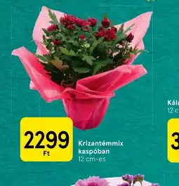 Tesco Krizantémmix ajánlat