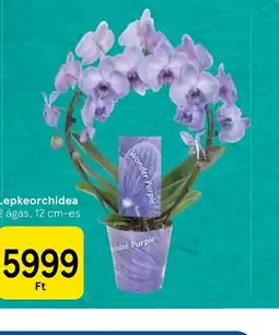 Tesco Lepkeorchidea ajánlat