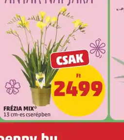 PENNY FRÉZIA MIX ajánlat