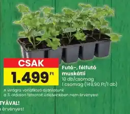Spar Fut-, félfut muskátli ajánlat