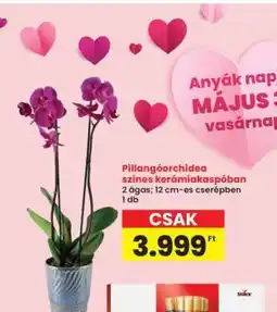 Interspar Pillangóorchidea színes kerámiakaspóban ajánlat