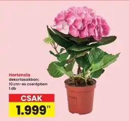 Interspar Hortenzia ajánlat