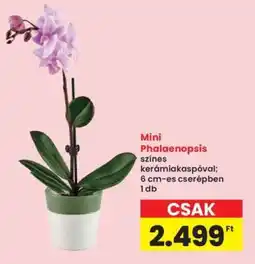 Interspar Mini Phalaenopsis ajánlat