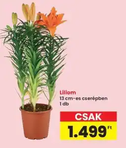 Interspar Liliom ajánlat