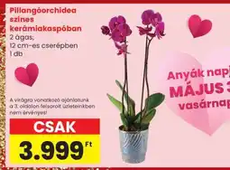 Spar Pillangóorchidea színes kerámiakaspóban ajánlat
