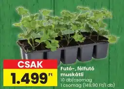 Spar Futó, félfutó muskátli ajánlat