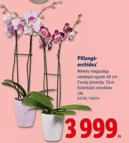Lidl Pillangó orchidea ajánlat