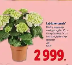 Lidl Labdahortenzia ajánlat
