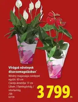 Lidl Virágzó növények díszcsomagolásban ajánlat