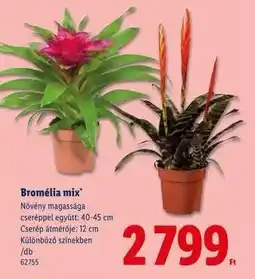 Lidl Bromélia mix ajánlat