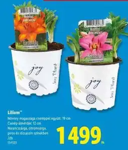 Lidl Liliom ajánlat