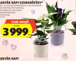 ALDI ANYÁK NAPI SZOBANÖVÉNY ajánlat