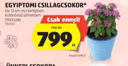 ALDI EGYIPTOMI CSILLAGCSOKOR ajánlat