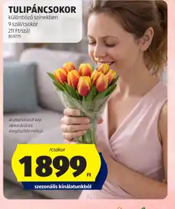 ALDI TULIPÁNCSOKOR ajánlat