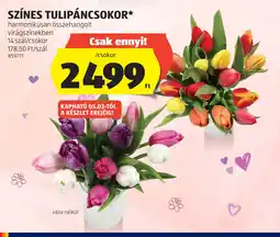 ALDI SZÍNES TULIPÁNCSOKOR ajánlat
