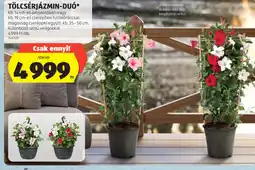 ALDI TÖLCSÉRJÁZMIN-DU ajánlat