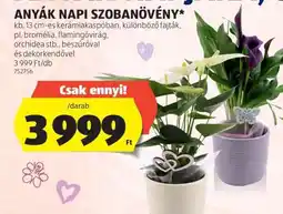 ALDI ANYÁK NAPI SZOBANÖVÉNY ajánlat