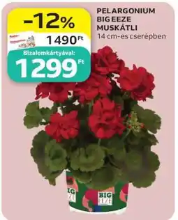 Auchan Pelargonium Big Eeze Muskátli ajánlat