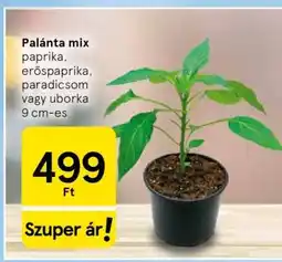 Tesco Palánta mix ajánlat