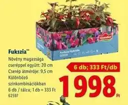 Lidl Fukszia ajánlat