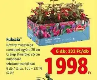 Fukszia