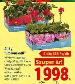 Lidl Álló / futó muskátli ajánlat