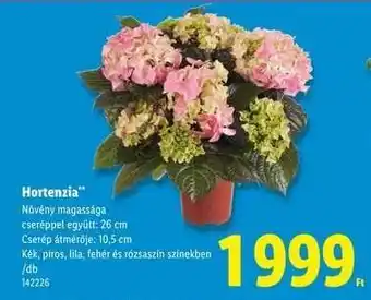 Hortenzia