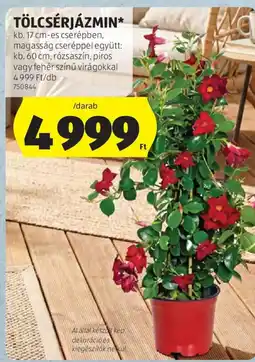 ALDI TÖLCSÉRJÁZMIN ajánlat