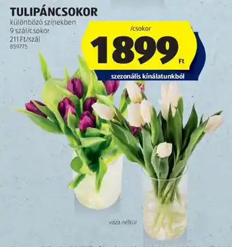 ALDI TULIPÁNCSOKOR ajánlat