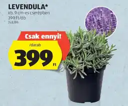 ALDI LEVENDULA ajánlat