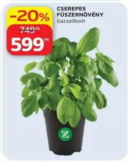 Auchan CSEREPES FŰSZERNÖVÉNY bazsalikom ajánlat