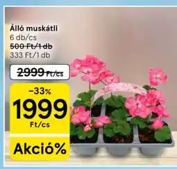 Tesco Álló muskátli ajánlat