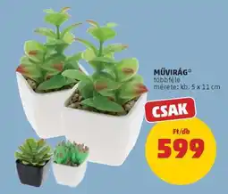 PENNY Művirág ajánlat