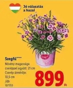 Lidl Szegfű ajánlat