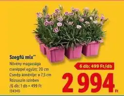 Lidl Szegfű mix ajánlat