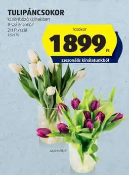 ALDI Tulipáncsokor ajánlat