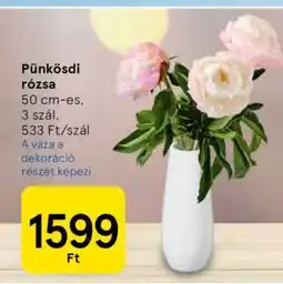 Tesco Pünkösdi rózsa ajánlat