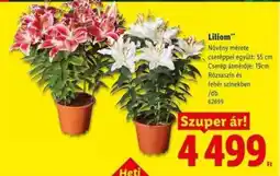 Lidl Liliom ajánlat