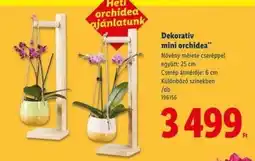Lidl Dekoratív mini orchidea ajánlat