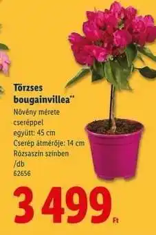 Lidl Törzses bougainvillea ajánlat