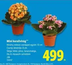 Lidl Mini korallvirág ajánlat