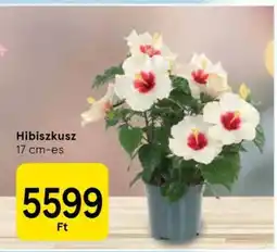 Tesco Hibiszkusz ajánlat