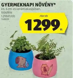 ALDI Gyermeknapi növény ajánlat