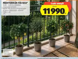 ALDI Mediterrán fácska ajánlat