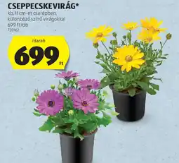 ALDI Cseppecskevirág ajánlat