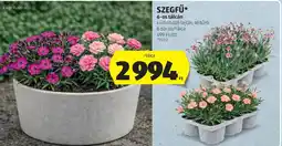ALDI Szegfű ajánlat