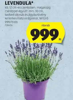 ALDI Levendula ajánlat
