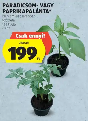 Paradicsom- vagy paprikapalánta
