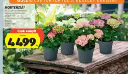 ALDI Hortenzia ajánlat