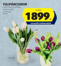 ALDI Tulipáncsokor ajánlat